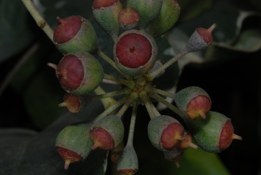 Alcuni scatti con Nikon D200, SB 800 e i due SB-R200